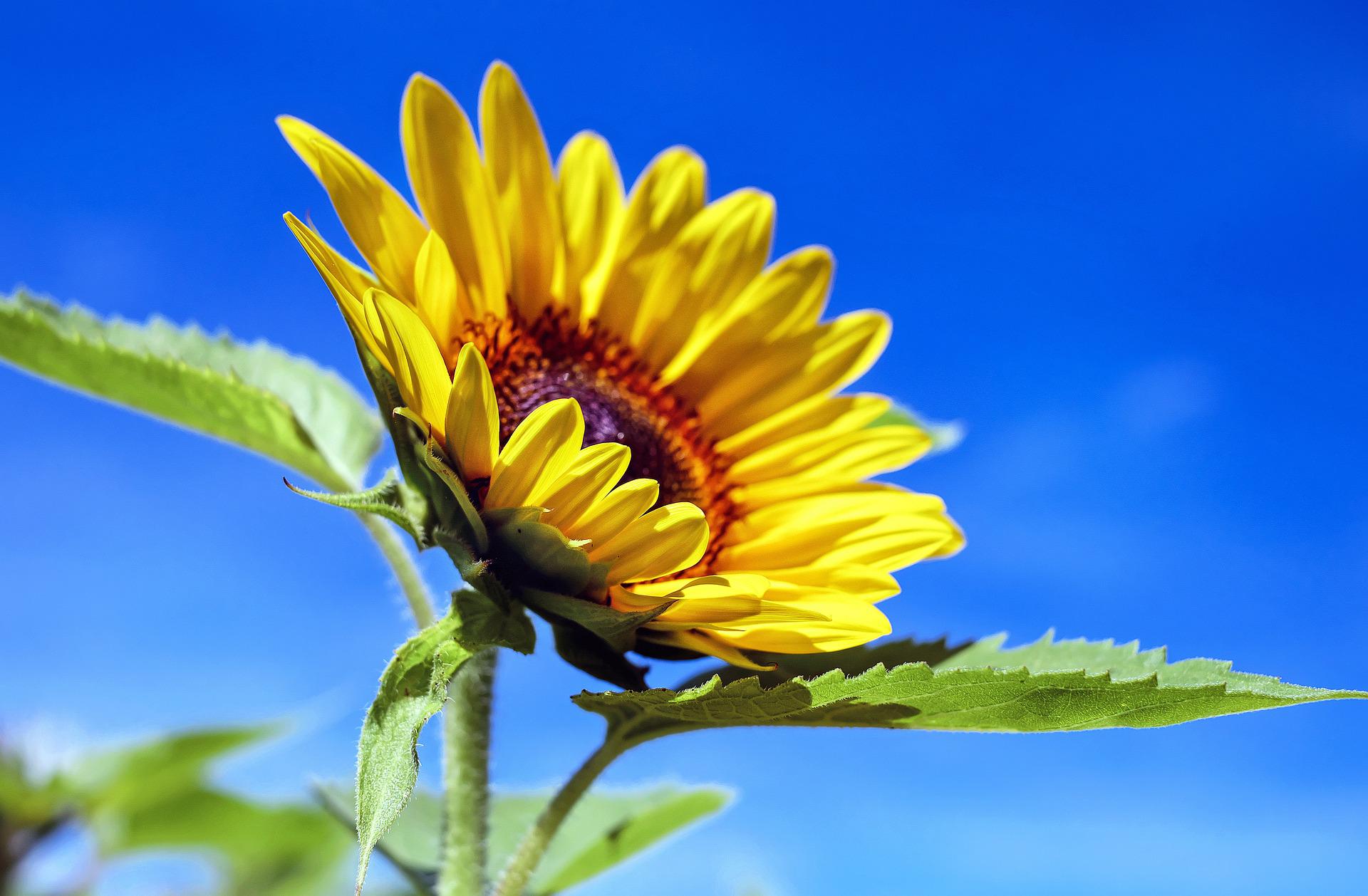 Petalele de floarea soarelui, benefice pentru imunitate – GAZETA de SUD