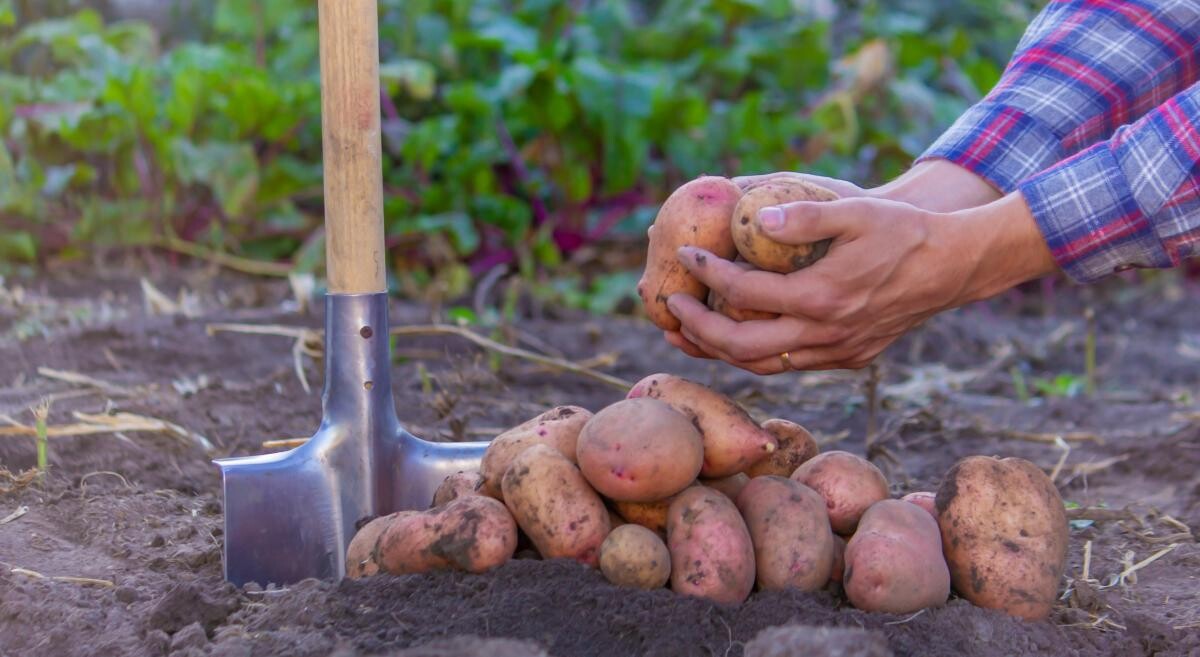 Producătorii de legume, fructe şi cartofi vor primi ajutor de la stat