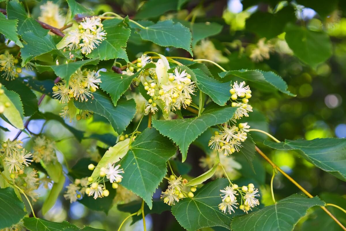 Florile de tei, la mare căutare în această perioadă