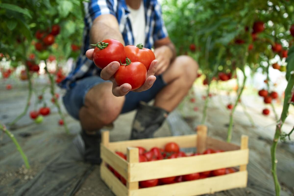 Ce s-ar putea schimba în Programul Tomata, până la sfârşitul anului. Fermierii dau vina pe vreme