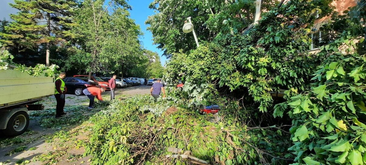 Zeci de copaci au căzut în București în timpul furtunii. Ciucu acuză Primăria Capitalei că nu avizează defrișările și toaletările necesare – foto