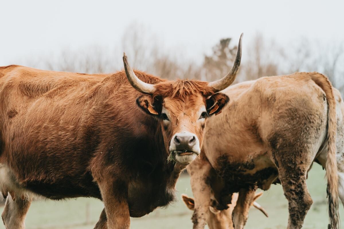 Producția de carne, pusă în pericol de UE din cauza poluării, în timp ce negociază importuri din America de Sud. Carmen Avram: A fost o bătălie cruntă