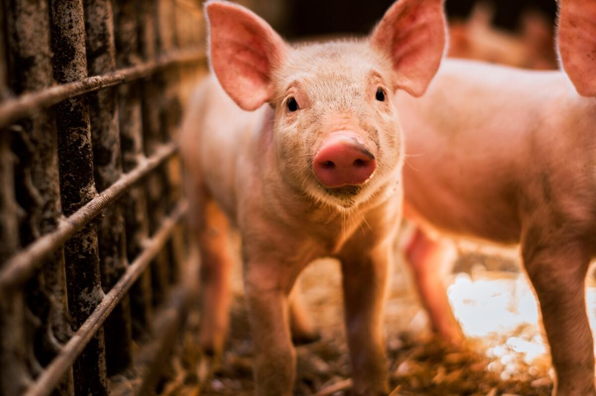 Pariul lui Florin Barbu cu Ministerul Agriculturii privind producția de porci / video